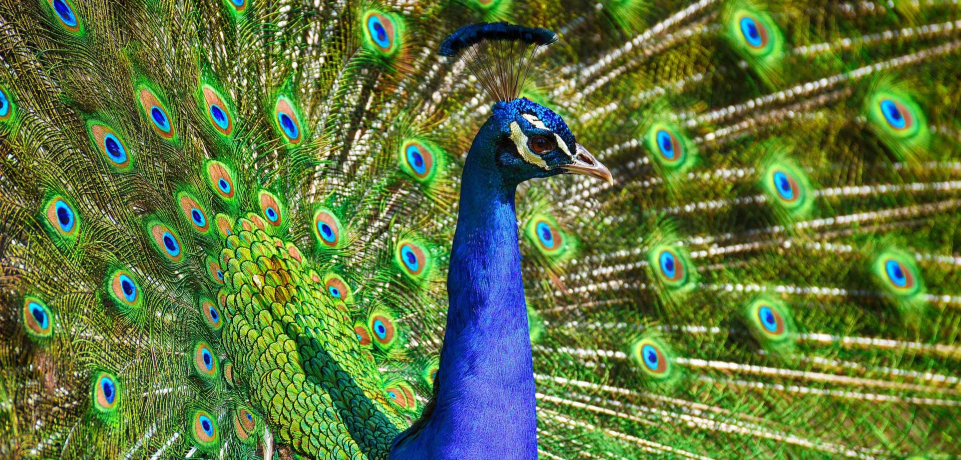 peacock-3617385_1920