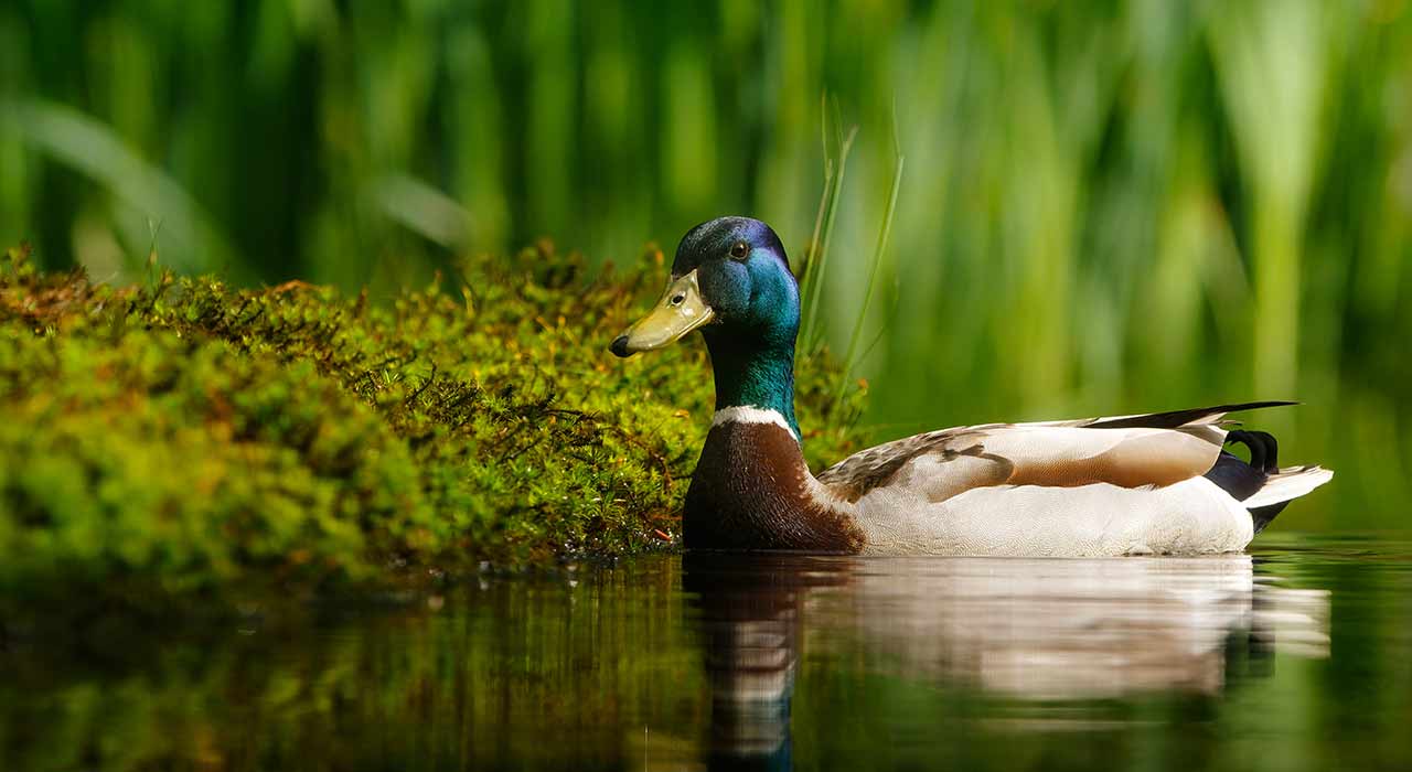 henk-bogaard_AdobeStock_442422253